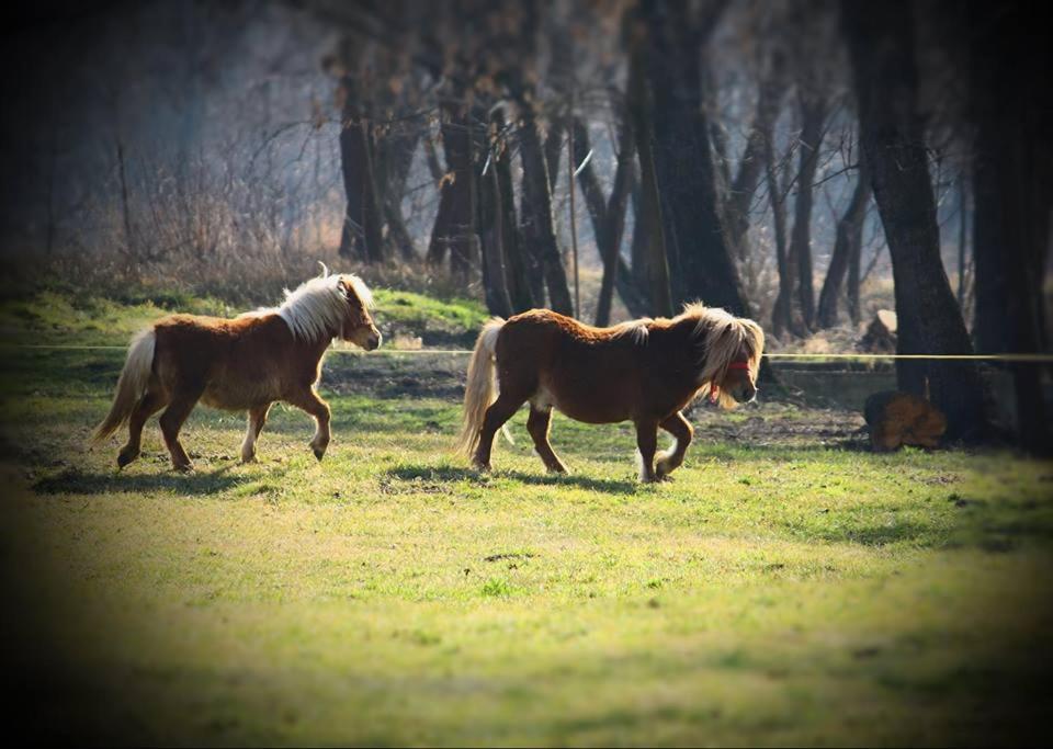 فندق Fantanita Craiesei Făgăraş المظهر الخارجي الصورة